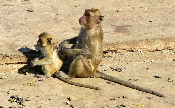 istock Monkey mother with baby 646583760