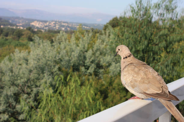 A gray dove (turtle dove) sits on the external windowsill behind the window