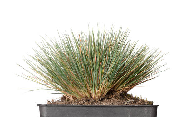 istock Tussock grass in flowerpot 646590806