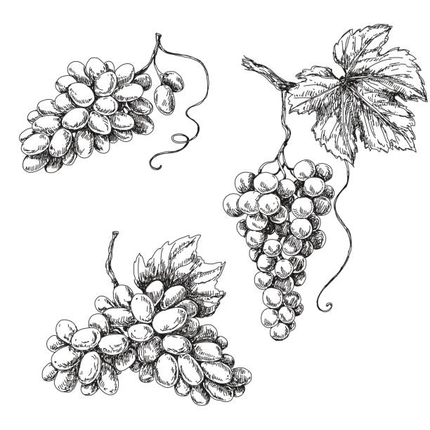 Grape sketch monochrome Set of grapes monochrome sketch. Hand drawn grape bunches. vine plant illustrations stock illustrations