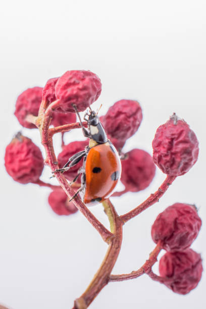 Thousands, even tens of thousands of ladybugs, crawling over each other in one huge clump. It's called an aggregation, and it's something these usually solitary beetles do each winter from about November to February