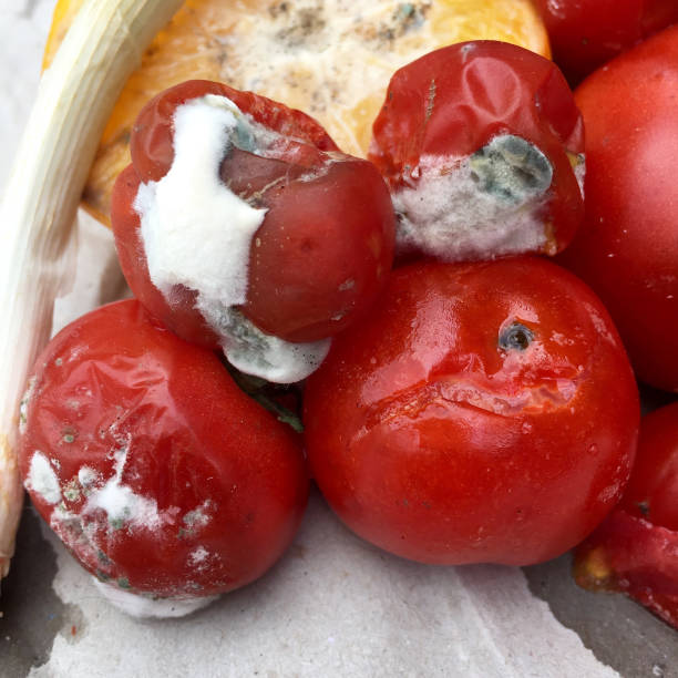 istock Different sorts of rotten fruits and vegetables 646601062