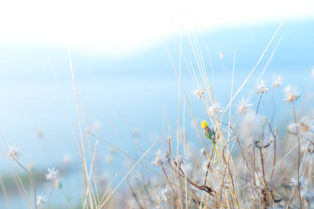 The white and yellow flower field on blur dam and mountain background with soft sun light on sunshine day. copy space for abstract background.
