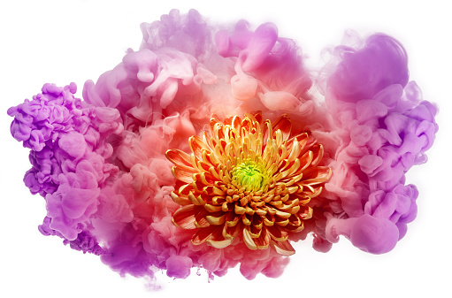 orange dahlia in a multi colored paint cloud isolated on white background