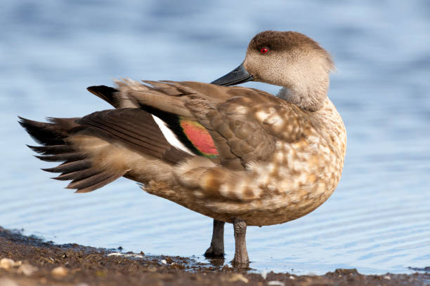 istock Crested Duck Preening on the Falkland Islands 646608884