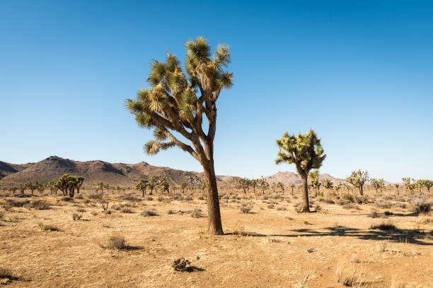 istock Yucca trees in Joshua Tree National Park 646613358