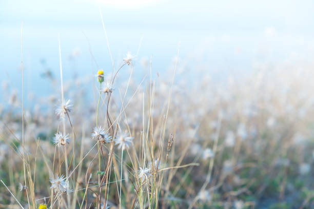 istock The white and yellow flower field on blur background 646613944