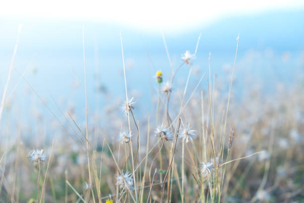 istock The white and yellow flower field on blur background 646614250