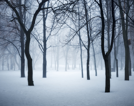 Winter forest in fog. Foggy trees in the cold morning. Enchanted misty woods. Beautiful mystical landscape with dark forest and white snow. Nature background