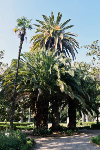 istock Palm trees in the Garden 646632444