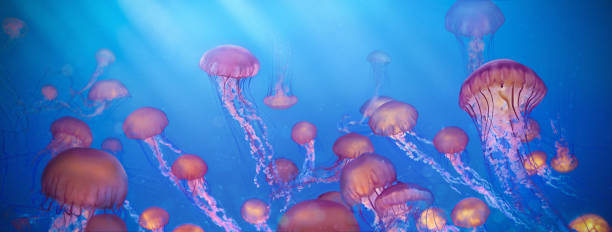 schule der quallen-foto-retusche-illustration - jellyfish sea life cnidarian sea stock-fotos und bilder