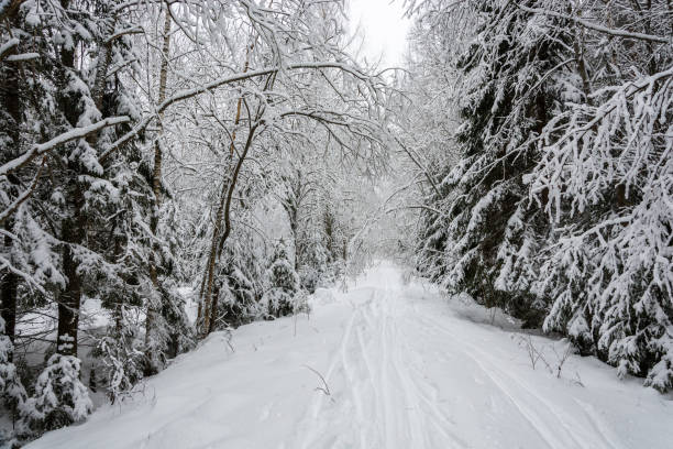istock Winter landscape after heavy snowfall. 646633898
