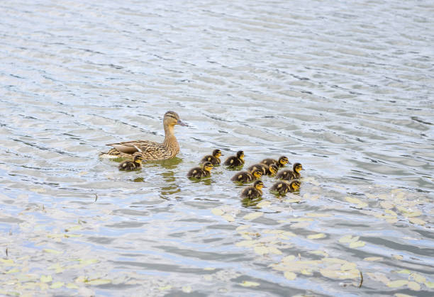 istock Duck with ducklings on pond 646645036