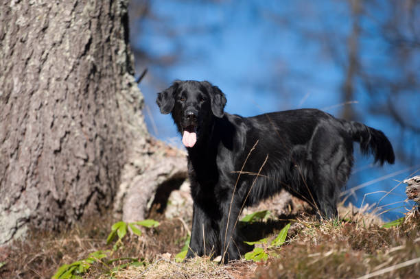 istock Black dog in nature 646662162