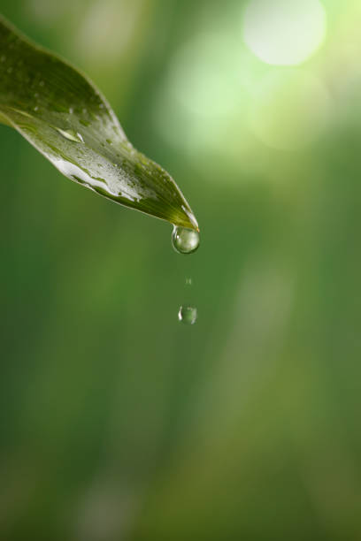 Waterdrops on leaf with large green copy space.