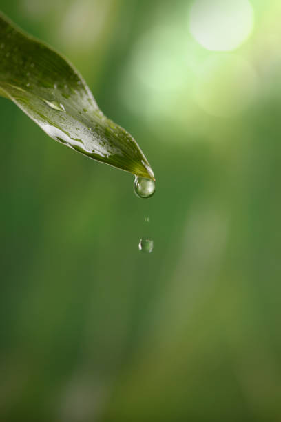 close-up de gotas de água na folha - leaf defocused dew focus on foreground - fotografias e filmes do acervo