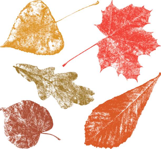 the autumn leaves of the different trees Vector image of the fall leaves. linden new jersey stock illustrations