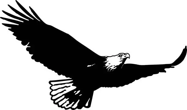 Vector illustration of Silhouette of Bald eagle flying flying and hunting