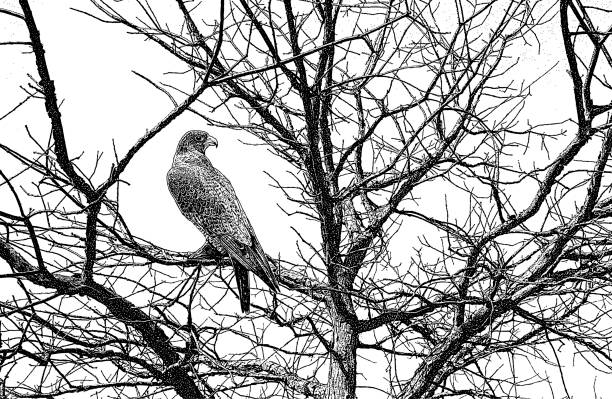 sokół wędrowny siedzący na drzewie - peregrine falcon stock illustrations