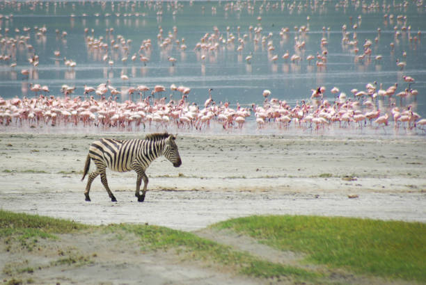 istock Lonely zebra in the Ngorongoro crater 646674524