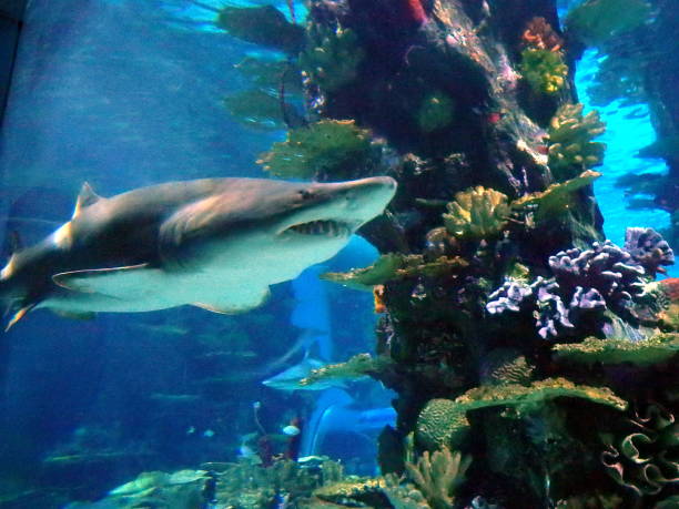 istock shark, sea lawyer 646686508