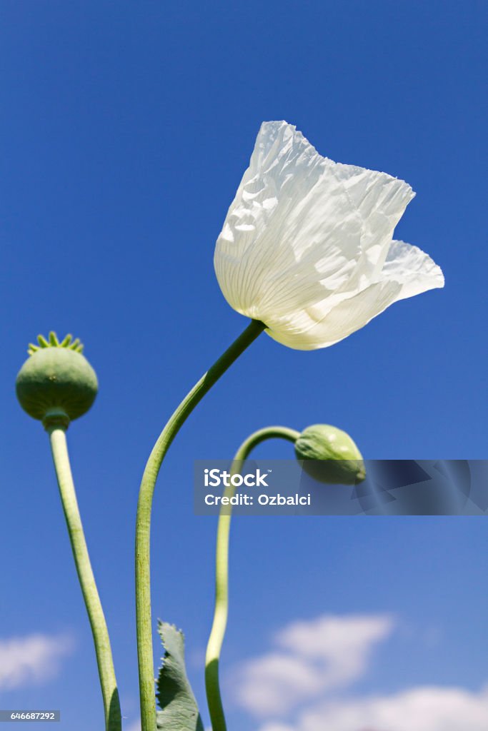 Opium poppy known as Papaver somniferum in latin. Opium puppy Agricultural Field Stock Photo