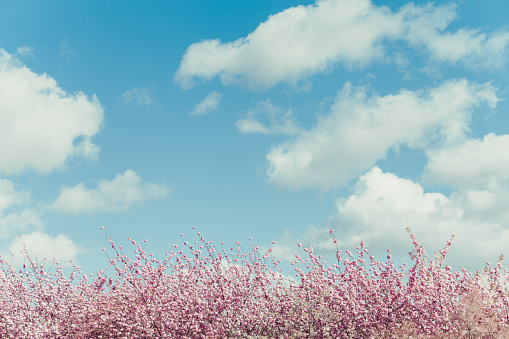 Shot of beautiful white fluffy cumulus clouds on light summer blue sky with Pink cherry tree blossom flowers at spring over natural background
