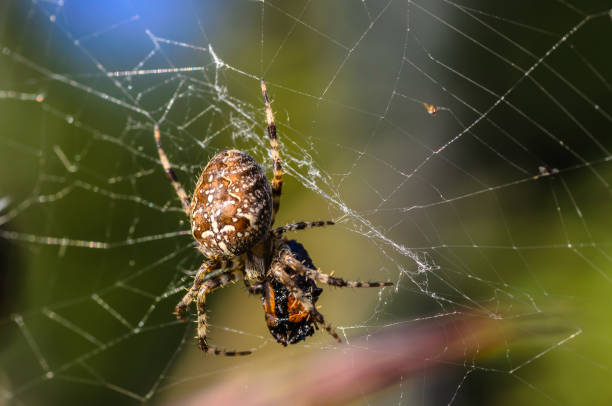 istock The female of spider araneus 646689240