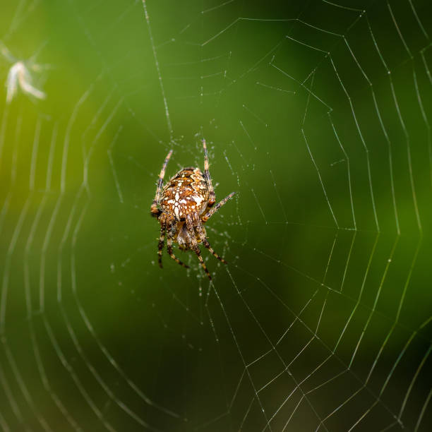 istock The female of spider araneus 646689322