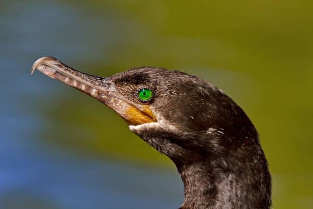 istock Closeup profile portrait of cormorant 646692434