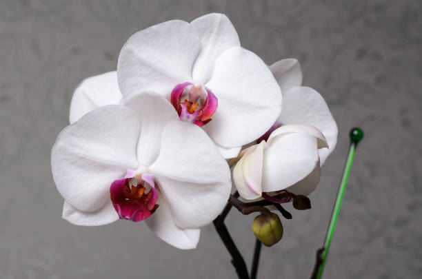 istock beautiful orchid phalaenopsis 646695276