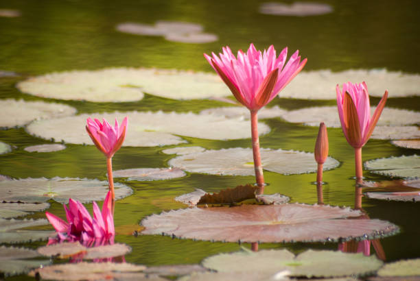istock Pink water lilies at Angkor Wat 646699884