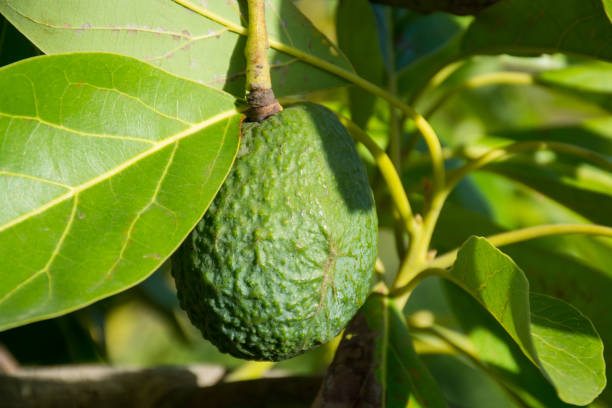 istock Green ripe avocado on the tree, avocado plantation 646706314