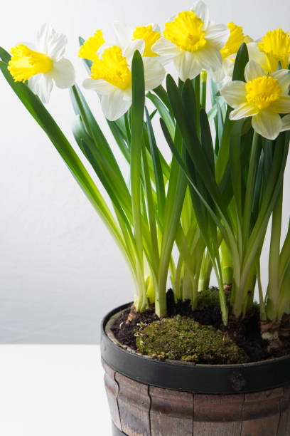 istock Narcissus - spring yellow-white flower 646706346
