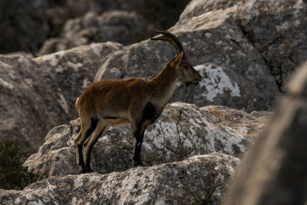 istock Spanish ibex in Torcal de Antequera 646710592