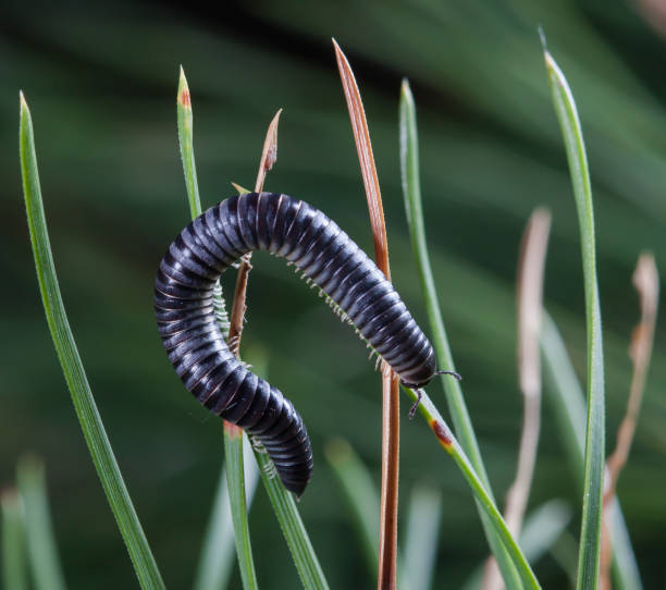 istock myriapod of julidae 646714386