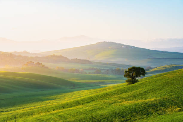 istock The green field Tuscany Italy 646714482