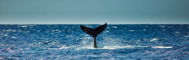 istock Humpback Whale Tail Slap from Kauai, Hawaii 646716548