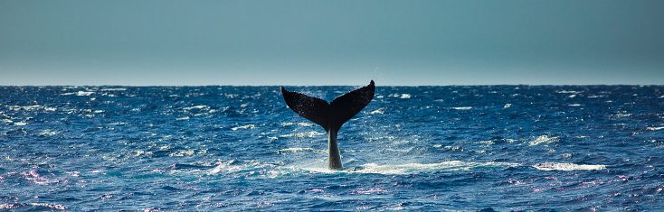 A humpback whale slapping its tail in the ocean along the island of Kauai at the scenic Na Pali Coast. Photographed in panoramic format with copy space.