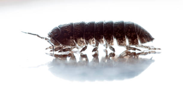 istock wood louse 646716584