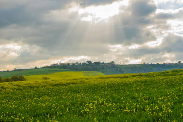 istock The green field Tuscany Italy 646719548
