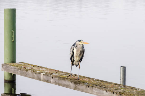 istock Grey heron (Ardea cinerea) looking for fishes 646720260