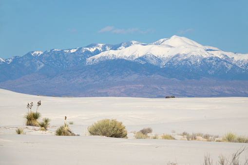 Yuccas and dry plants grow out of White Sands National Park in the Chihuahuan Desert with the snow covered Sierra Blanca Peak in the distance.