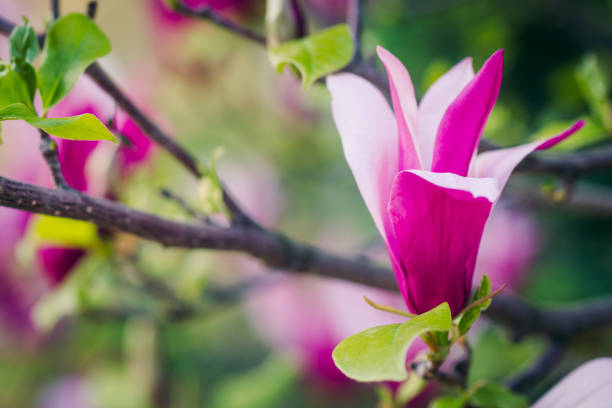 istock Beautiful pink Magnolia flower blooming in springtime. 646720718
