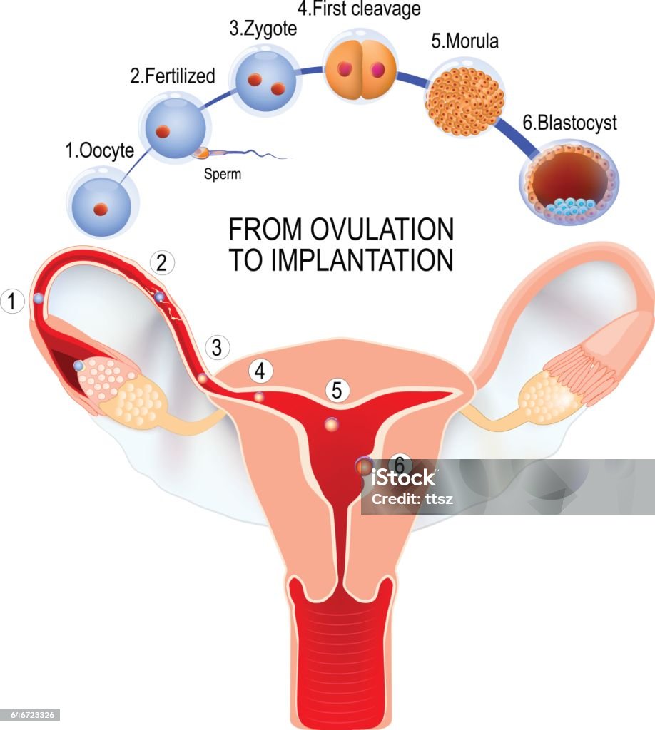 From ovulation to fertilization. From ovulation to fertilization. development of a human embryo: ovulation, fertilization, first division and implantation of blastocyst in the uterine wall. anatomy of the female reproductive system. uterus with broad ligament on the white background. Human Embryo stock vector