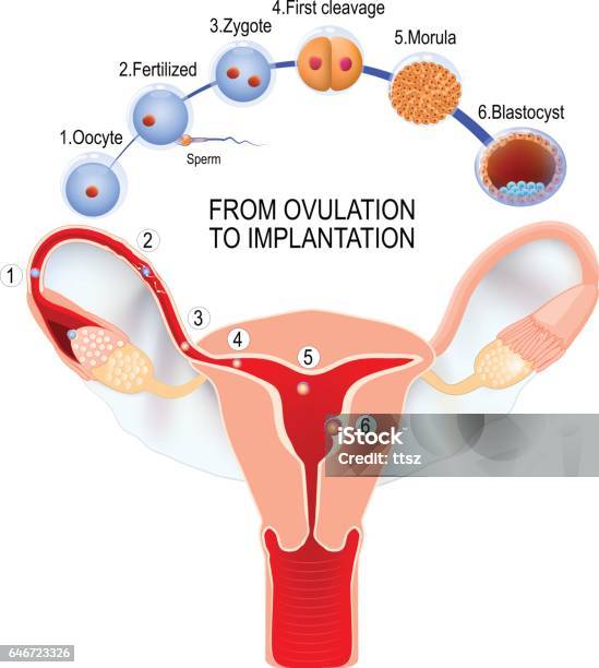 From Ovulation To Fertilization Stock Illustration - Download Image Now - Human Embryo, Development, Pregnant