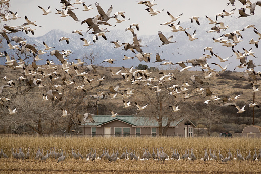 Thousands of snow geese and sandhill cranes fly over fields and a home in the Middle Rio Grande Valley at the Bernardo Waterfowl Management Area with the Magdalena Mountains in the background.