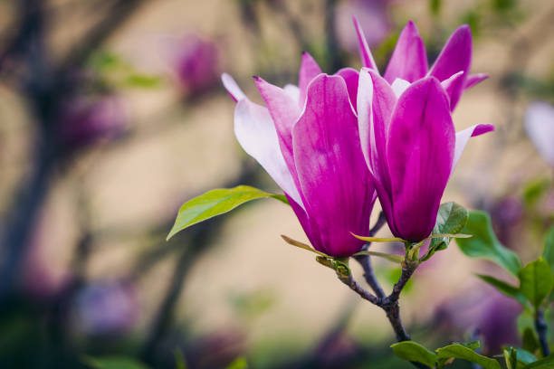 istock Beautiful pink Magnolia flower blooming in springtime. 646723530