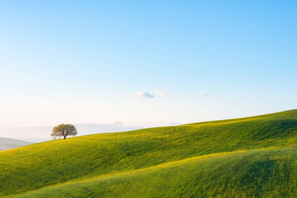 istock The green field Tuscany Italy 646726542