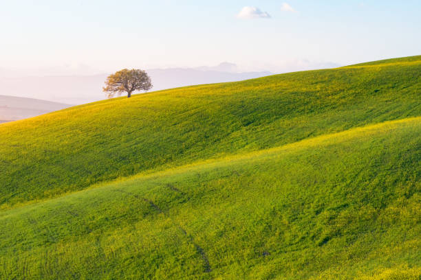 istock The green field Tuscany Italy 646733796